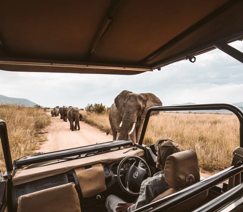 guided-game-drive-safari3
